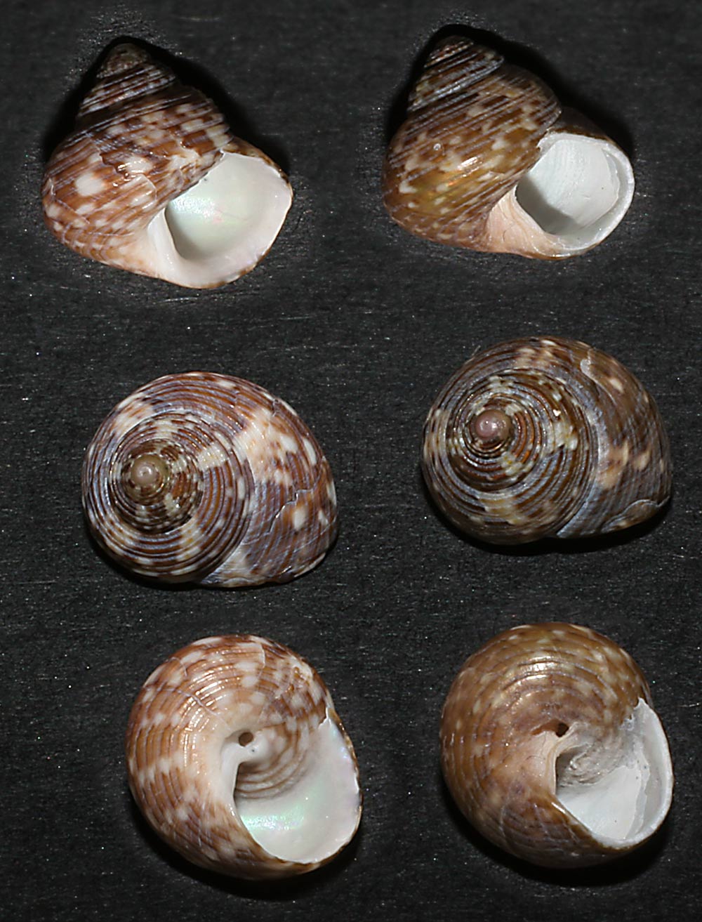 alcune specie di Gibbula